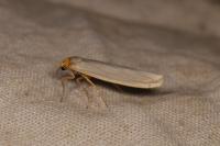 Eilema caniola
