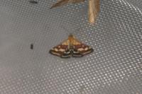 Pyrausta ostrinalis