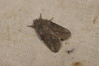 Bryophila raptricula