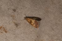 Evergestis politalis/dumerlei/marocana/marionalis