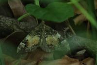Dysstroma truncata
