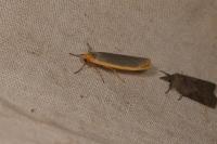 Manulea complana/pseudocomplana