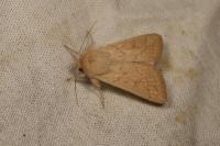 Mythimna vitellina