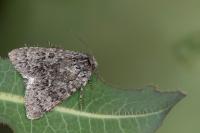 Acronicta euphorbiae