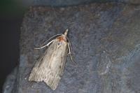 Aphomia sociella