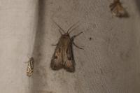 Agrotis exclamationis exclamationis