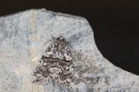 Bryophila galathea