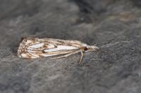 Catoptria falsella
