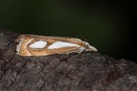 Catoptria mytilella