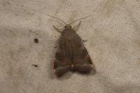 Noctua janthe/janthina