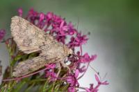 Dichagyris renigera renigera