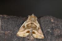 Euchalcia variabilis