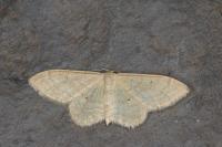 Idaea deversaria