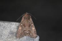 Lacanobia suasa