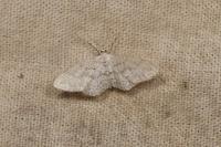 Idaea seriata