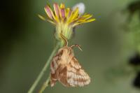Malacosoma castrense