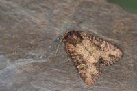 Mesapamea secalis