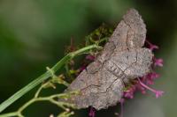 Nychiodes obscuraria