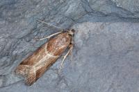 Nyctegretis lineana