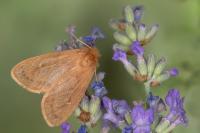 Ocneria rubea