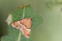 Odice suava
