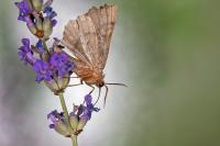 Odontopera bidentata