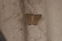 Isturgia murinaria
