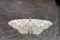Scopula submutata roseonitens