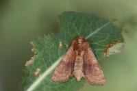 Sideridis lampra