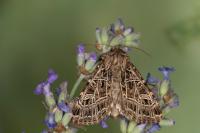 Sideridis reticulata