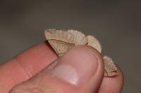 Scotopteryx luridata/mucronata