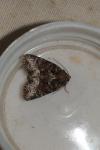 Oligia strigilis/versicolor