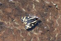 Arctia plantaginis