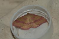 Rhodostrophia calabra