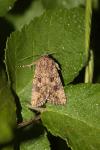 Anarta pugnax