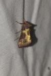 Diachrysia chrysitis/stenochrysis