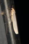 Eilema caniola