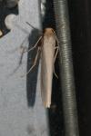 Eilema caniola