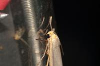 Eilema caniola