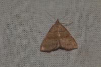 Herminia tarsicrinalis