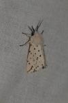 Spilosoma lubricipeda