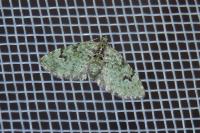 Chloroclystis v-ata