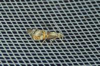 Euchromius anapiellus