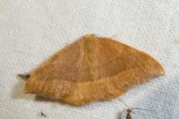 Watsonalla cultraria