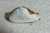 Cilix hispanica