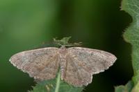 Yezognophos serotinaria serotinoides