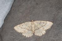 Yezognophos serotinaria serotinoides