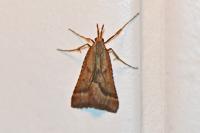 Synaphe punctalis