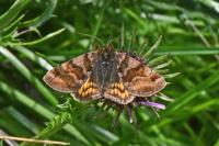 Euclidia glyphica