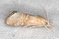 Euchromius bella